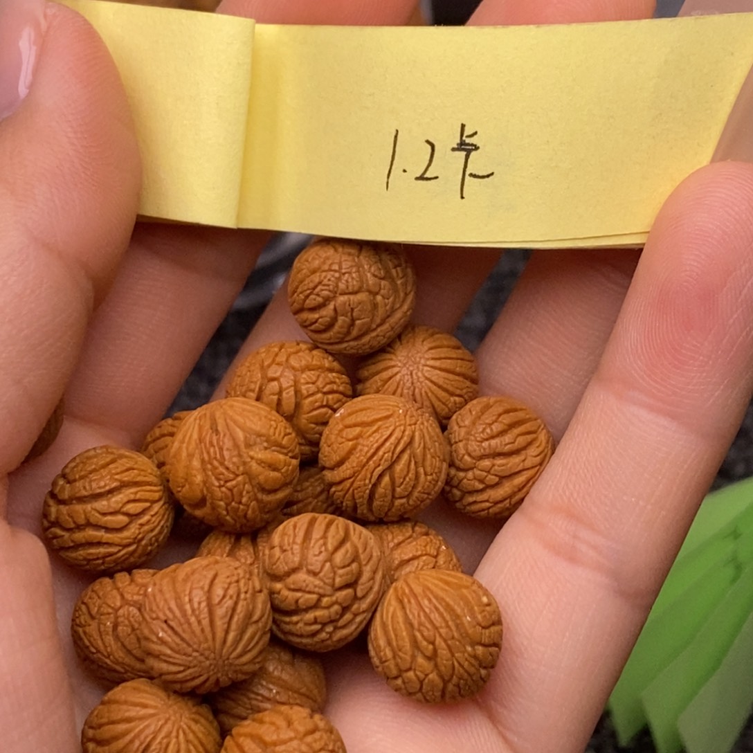 秦岭山脉龙纹桃核20