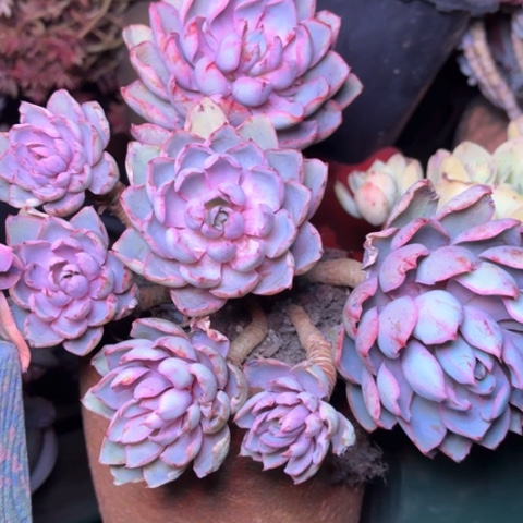 L**g多肉植物的植物