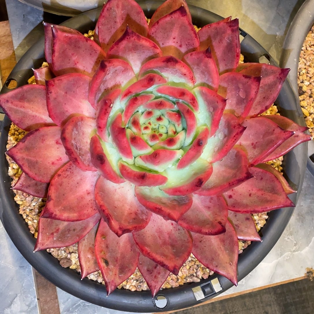 多肉植物一物一拍