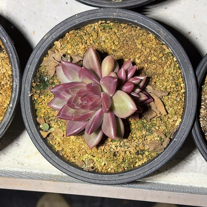 迷雾泡泡 双头  一物一拍