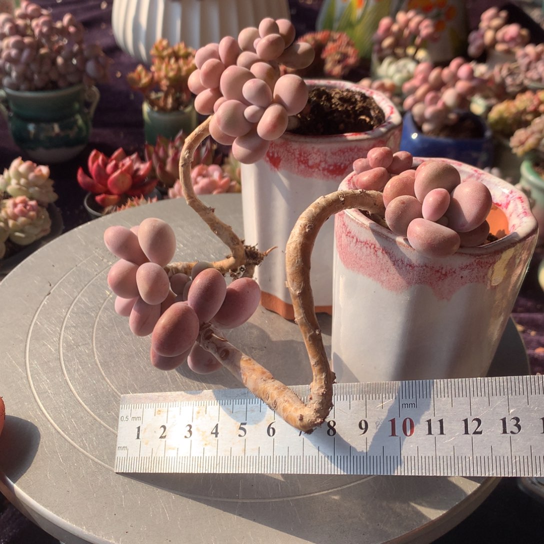 2颗偏远地区不包邮de