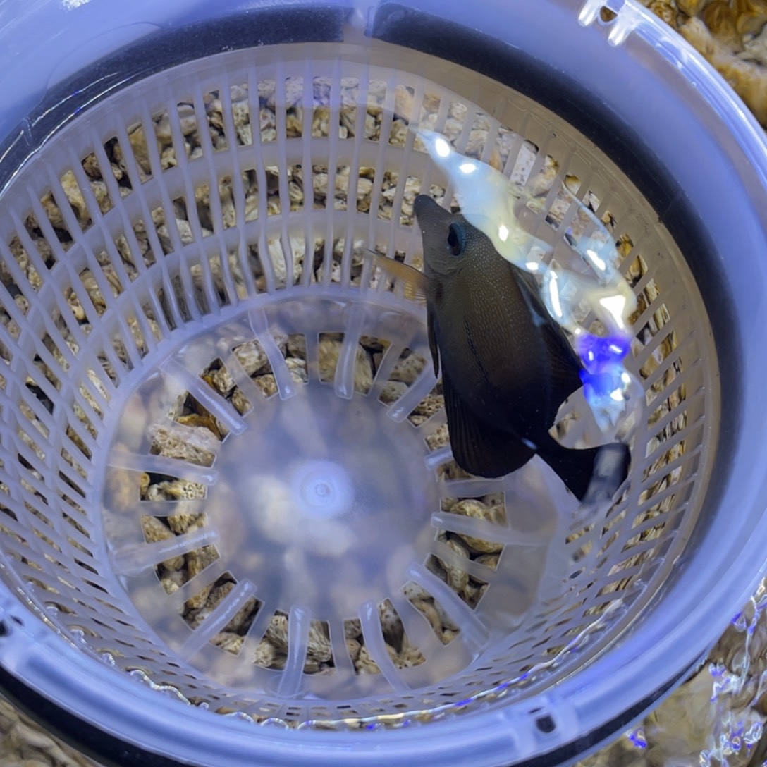 海水鱼三角一条顺丰包邮