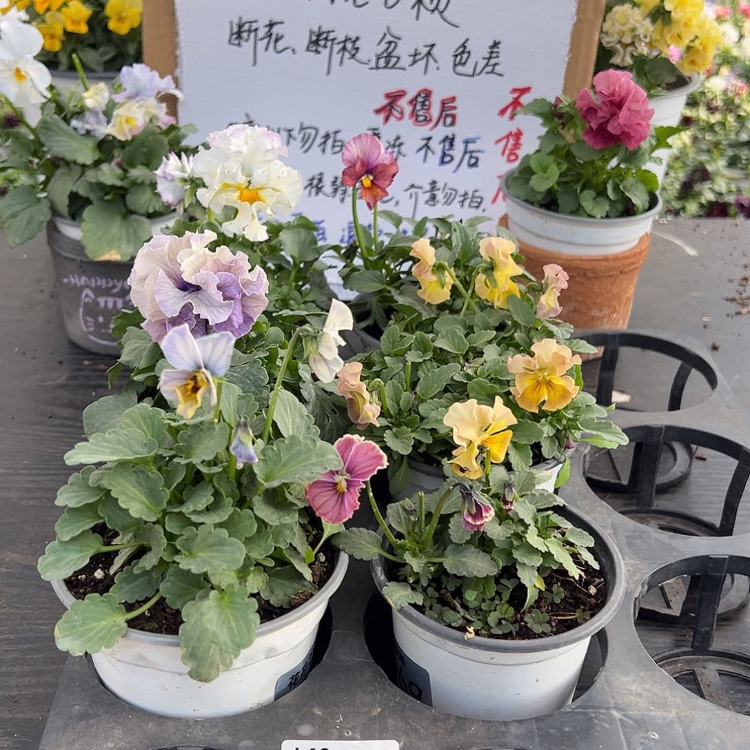 大部分花苞少量开放005号