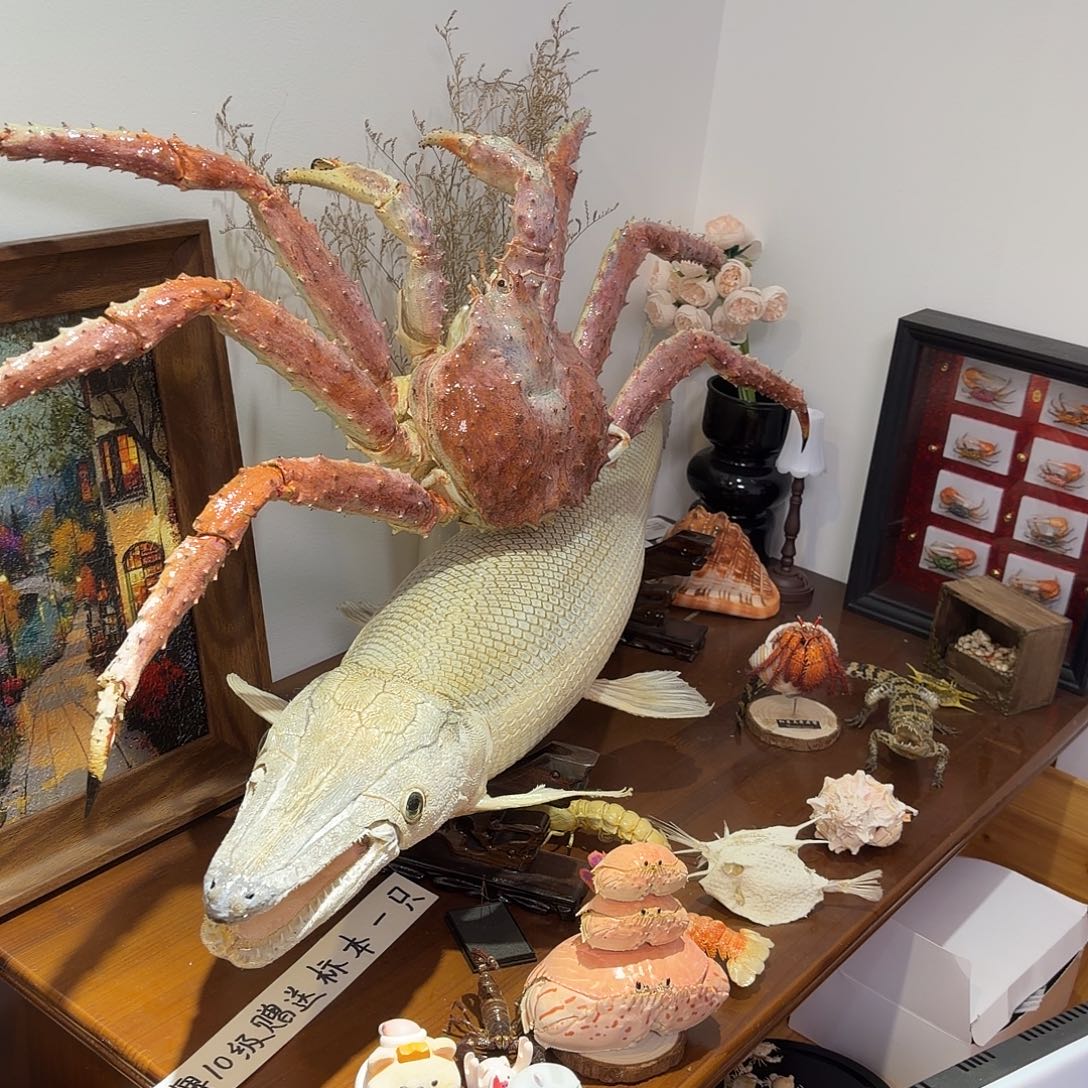 真实一米长帝王蟹标本