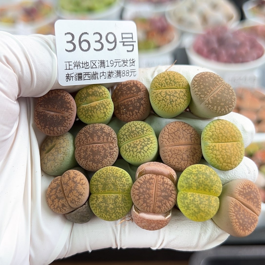 好养易活生石花大母本3639