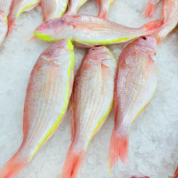【马鲛仔海产露瑶】新鲜红三鱼 3斤 3-4条斤新鲜速冻顺丰包邮博贺港