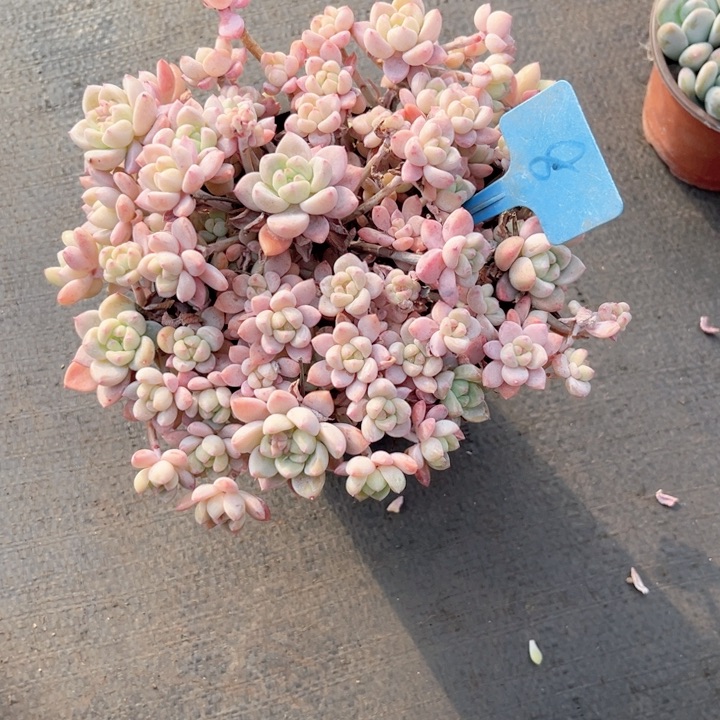 多肉植物9.9包邮