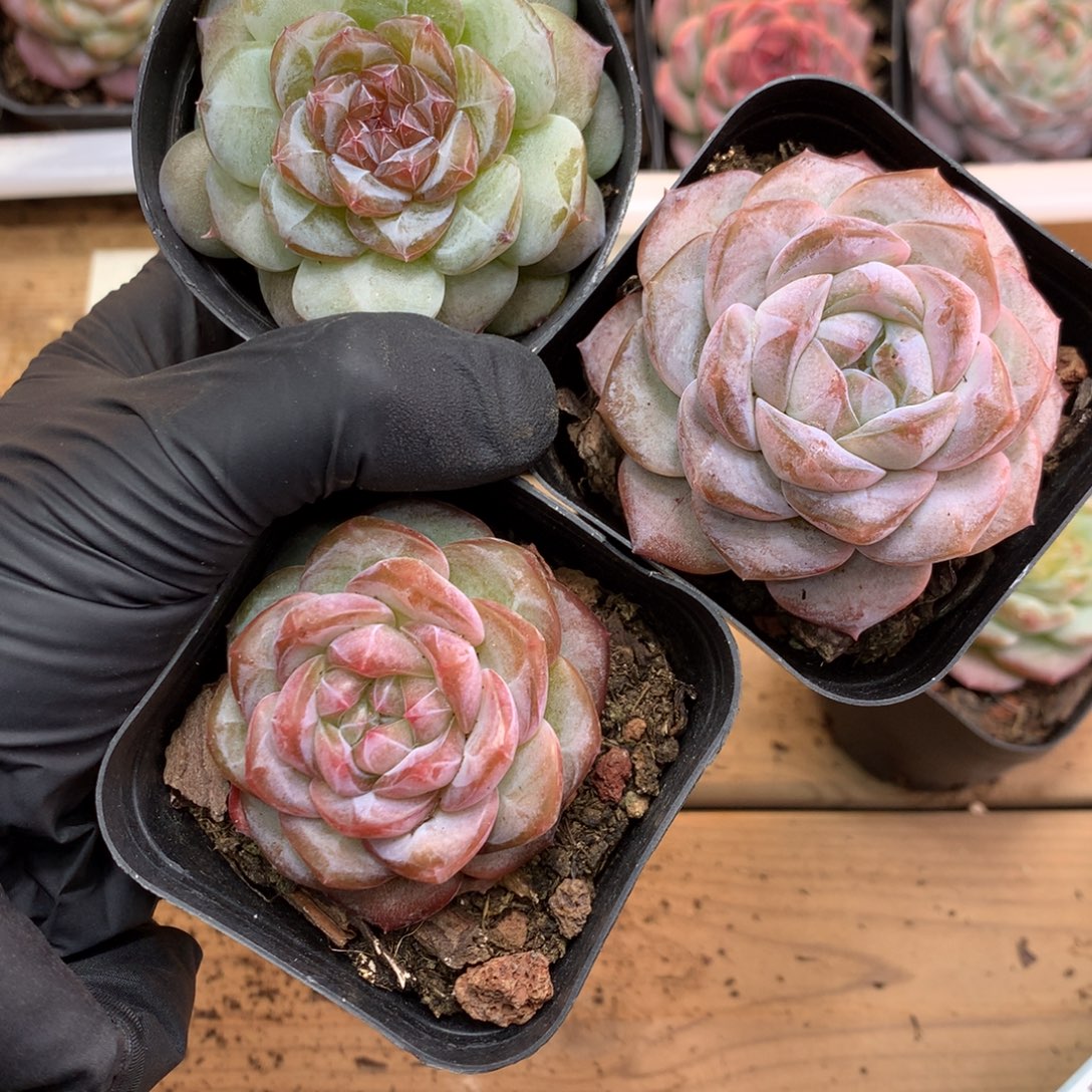 懒羊羊精品糖心珍妮一物一拍