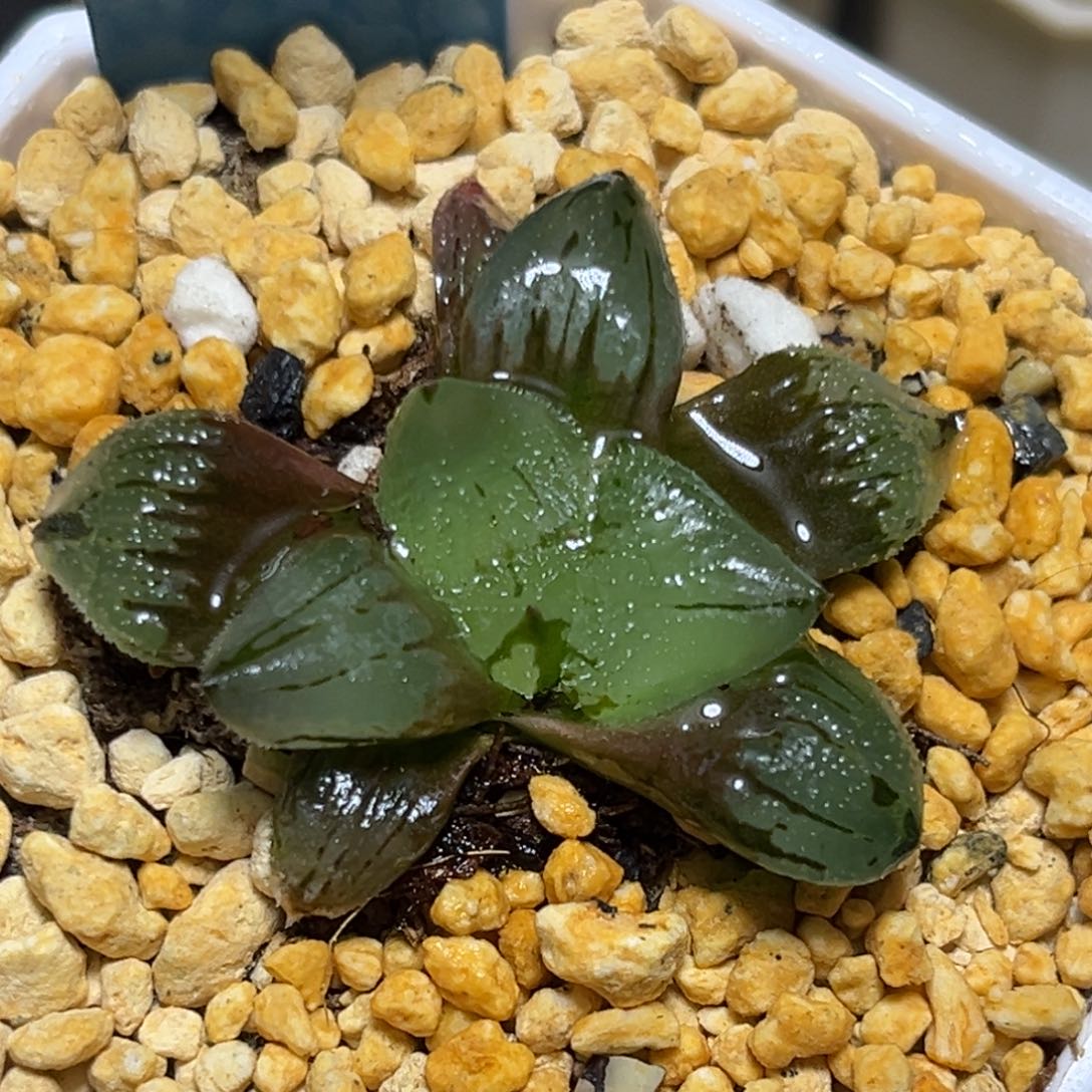 恭喜发财大吉大利0261