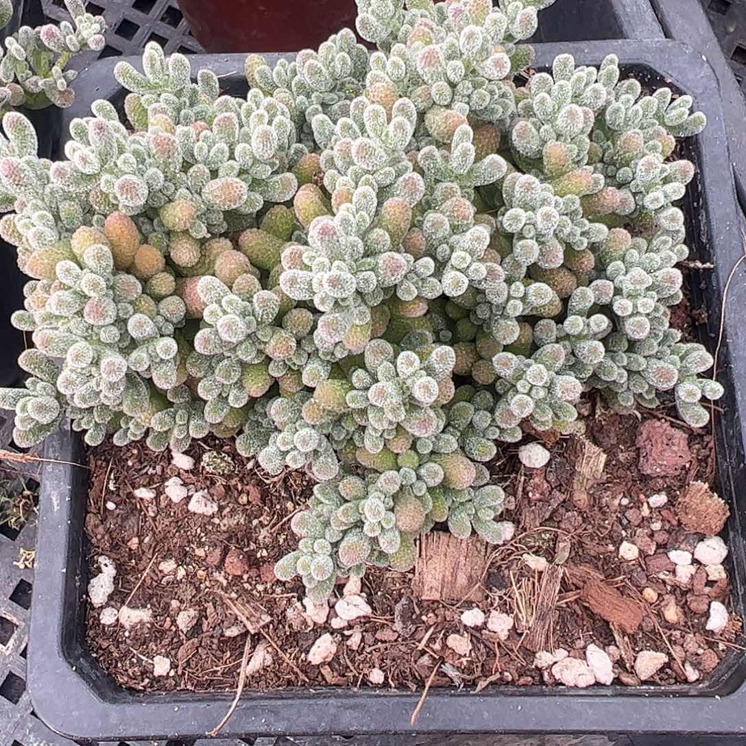 枝干冰晶大盆一盆