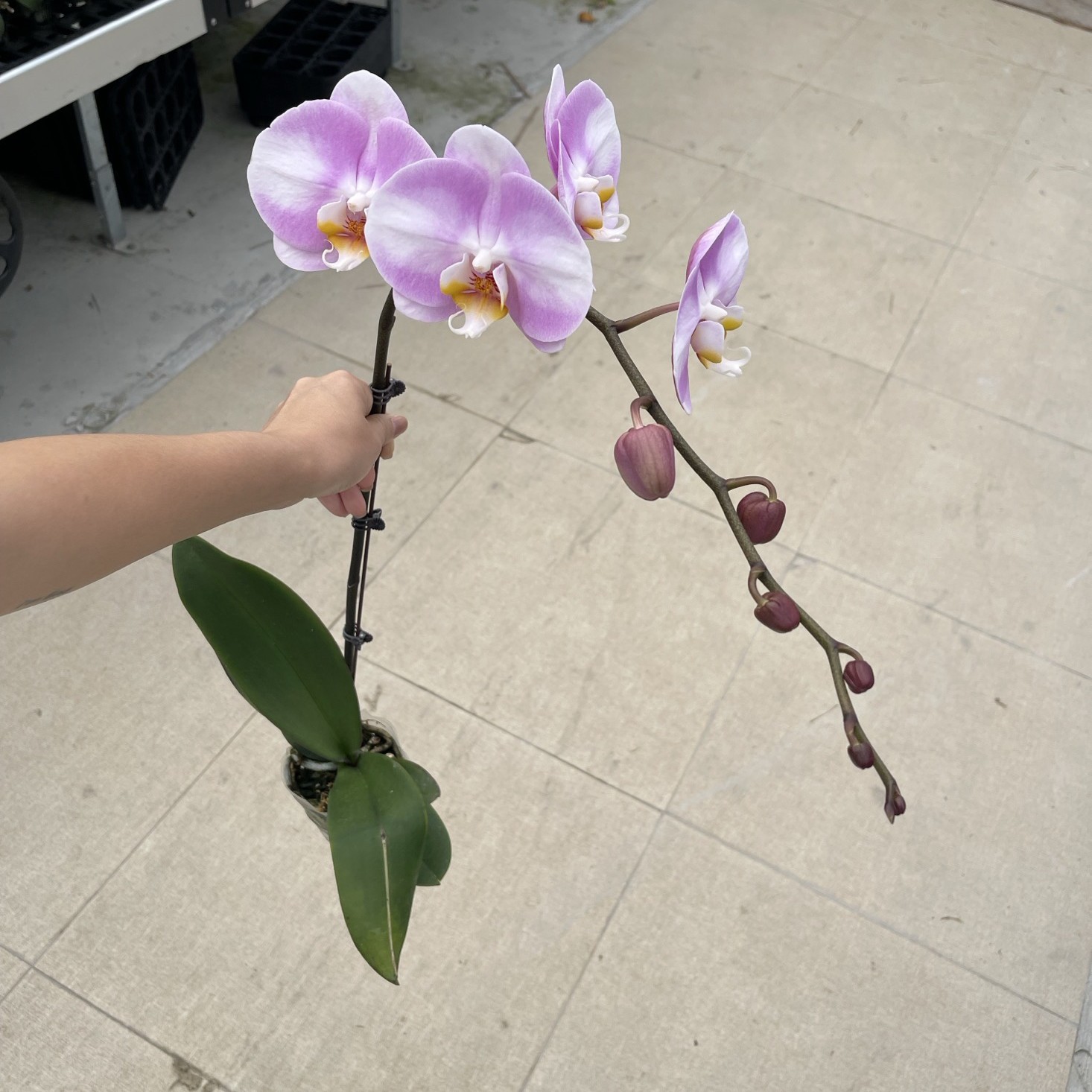 明星3.0精品蝴蝶兰带花基地直发