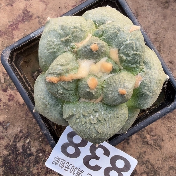 无花朵838白肌牛舌牡丹东三