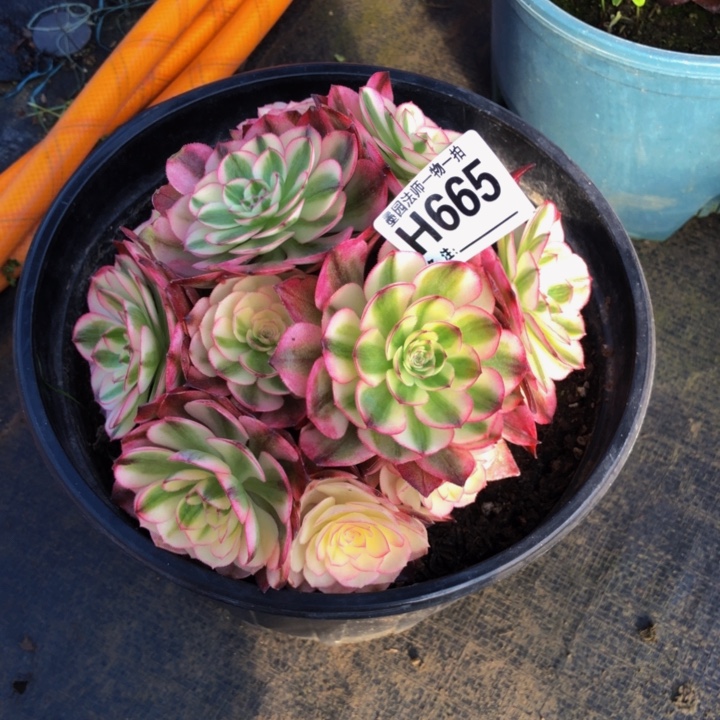 跃***?倾城多肉665000000000