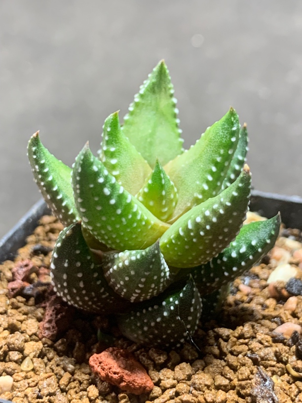 实生短叶九轮塔硬叶十二卷 一物一拍包邮非偏远