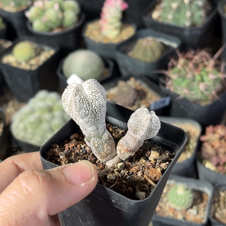 仙人球一物一拍实生