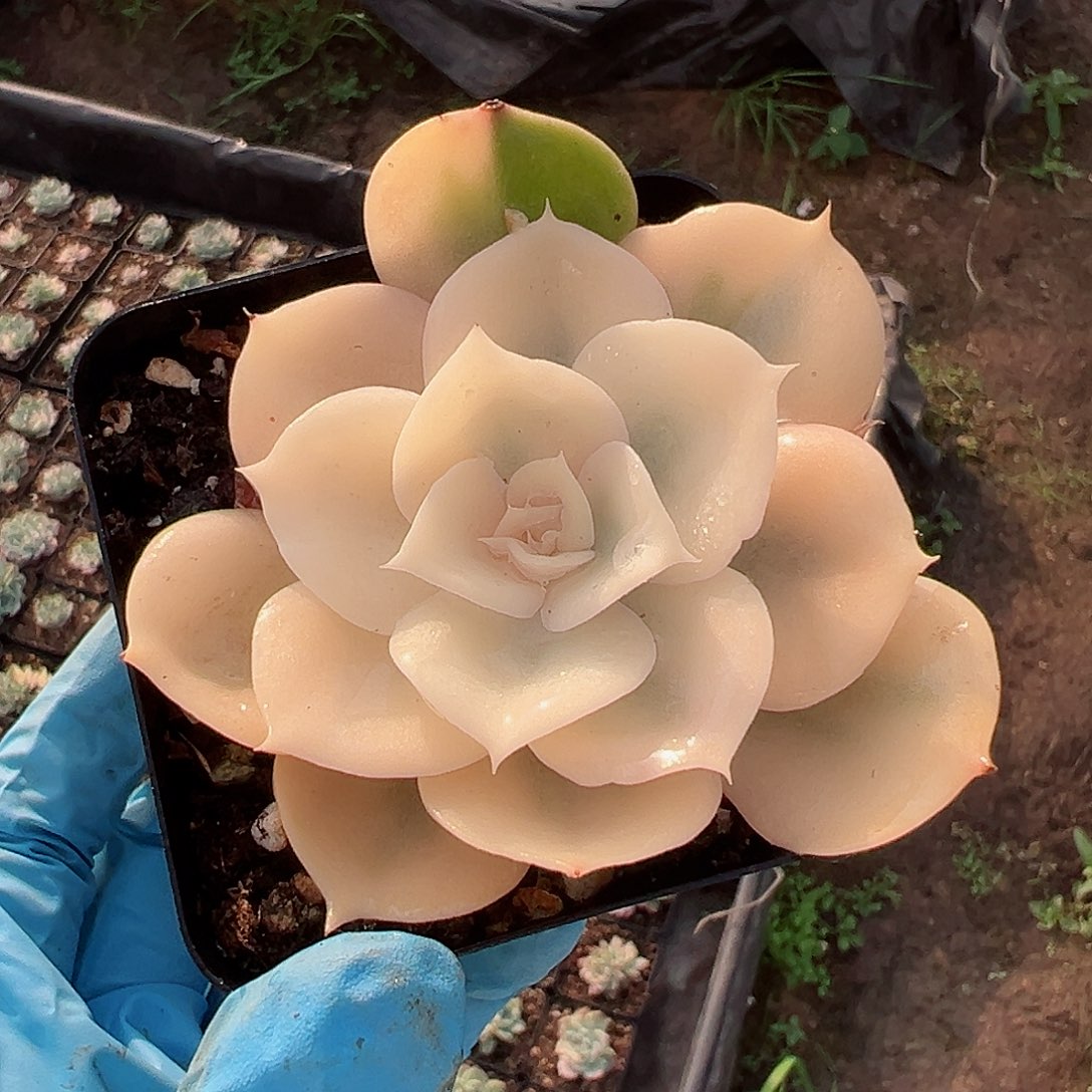 双子锦，半覆轮锦