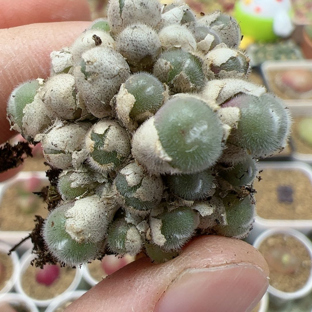 【闪购商品】84 双12福利