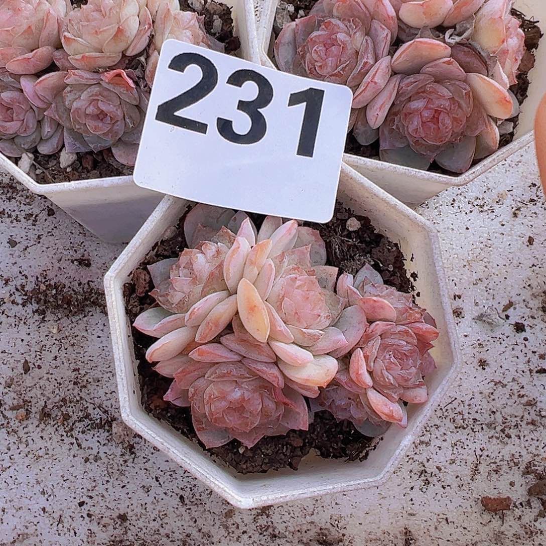 义***货231方糖3盆一物一拍