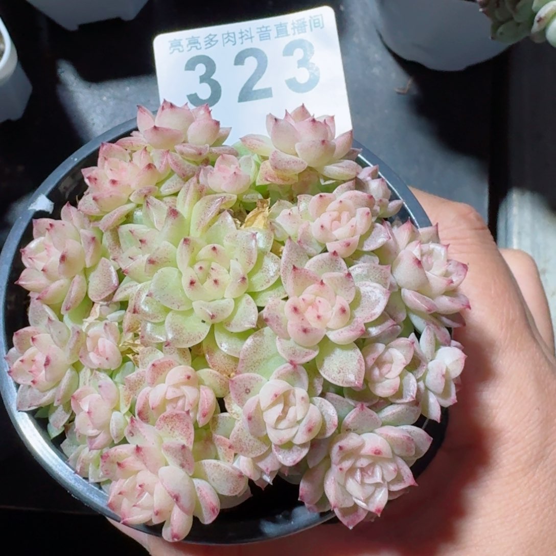 麦秆群生整装无砍