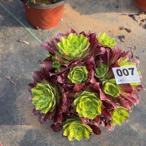 007韶华朵朵多肉