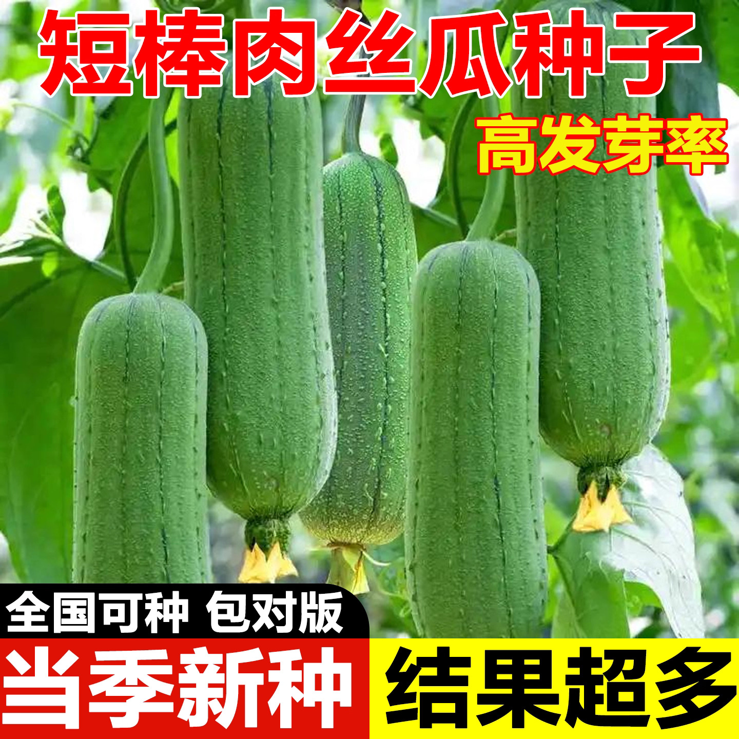 【全店满5包包邮】四季种植肉丝瓜种子高产肉丝瓜种庭院爬藤种蔬菜