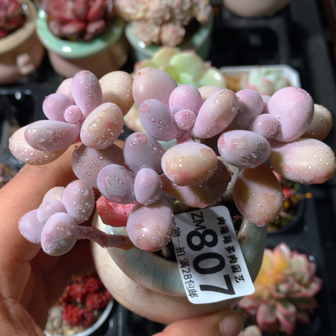 5CM拇指盆精控多肉ZM807