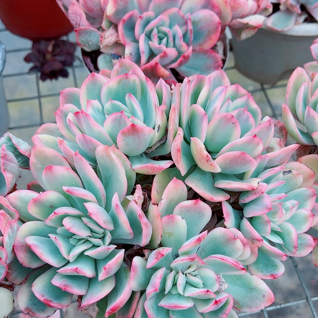 绮罗仙子锦多头群生精品特价