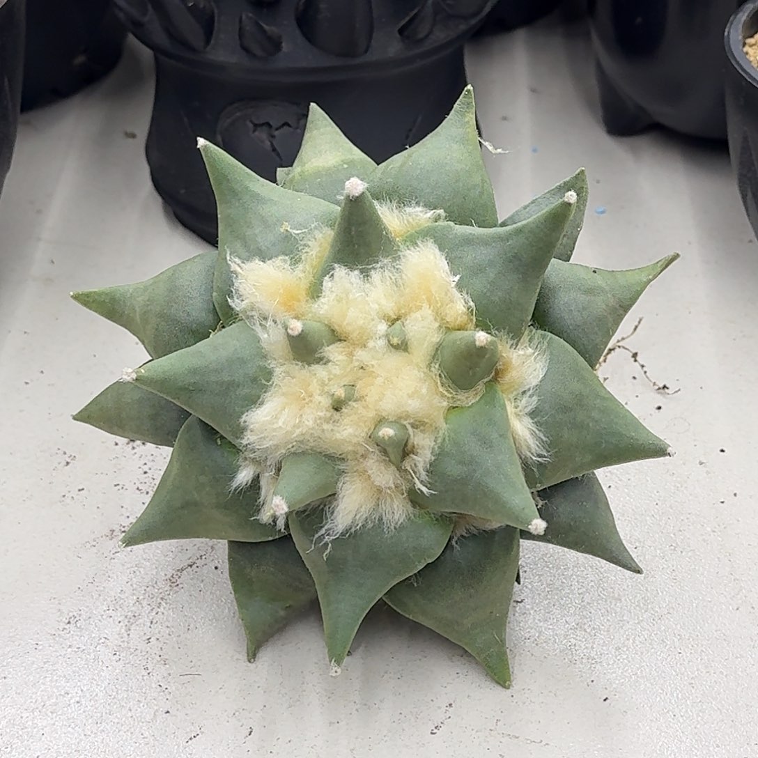 实生岩牡丹仙人球