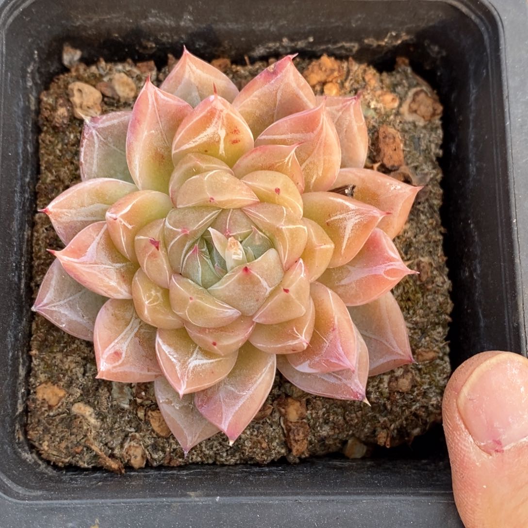 精品多肉一物一拍不包整22