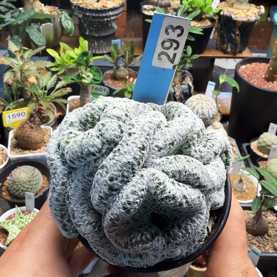 白鸟缀化293仙人球块根植物