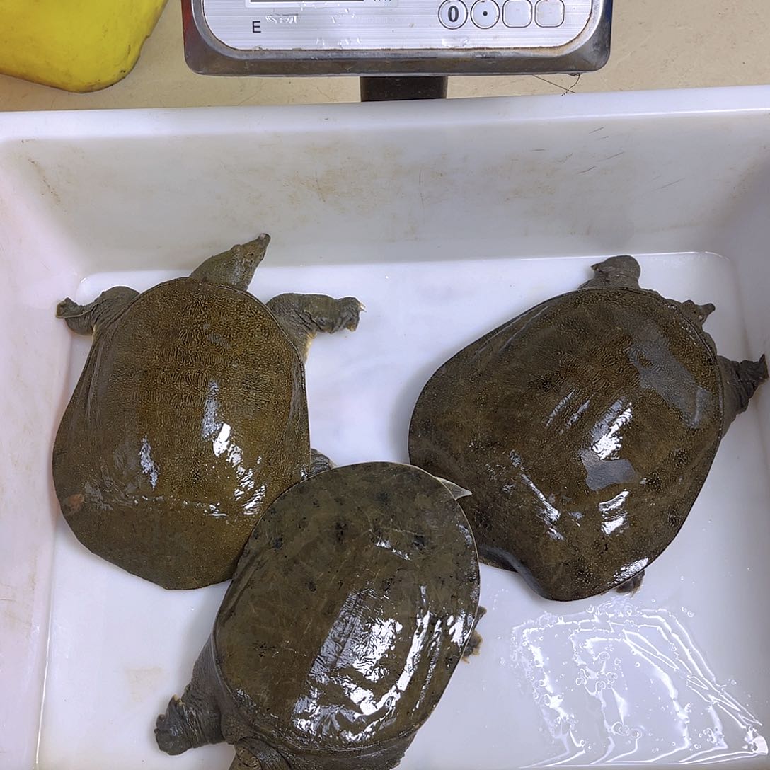 中国大陆野生甲鱼包邮