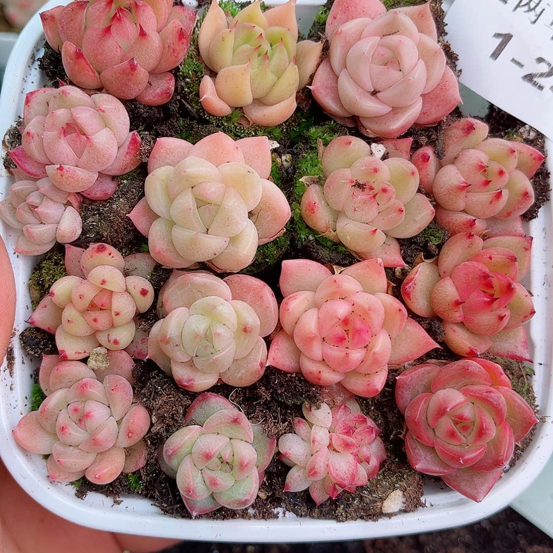 1-24 新疆西藏内蒙不发初7初8发货