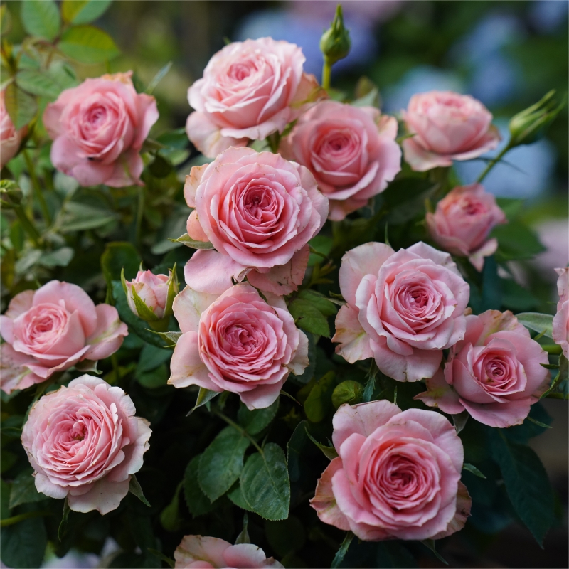 仙度瑞拉 粉色爆花多年生好养月季盆栽室内外新手易养