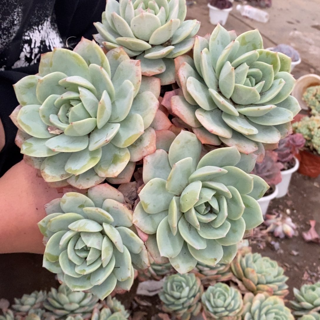 韩国恋曲五大头起发