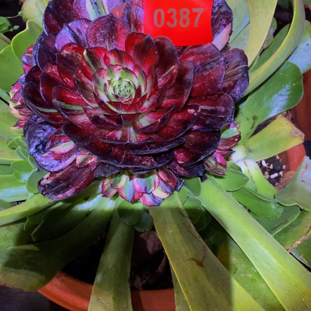 治***神0387多肉植物伯爵变异