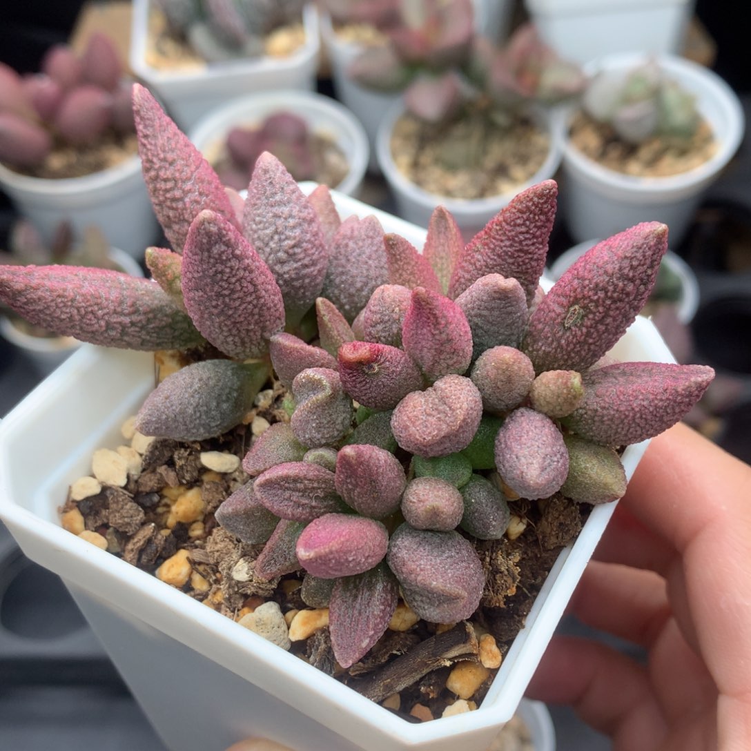 红色朱杂 多肉植物