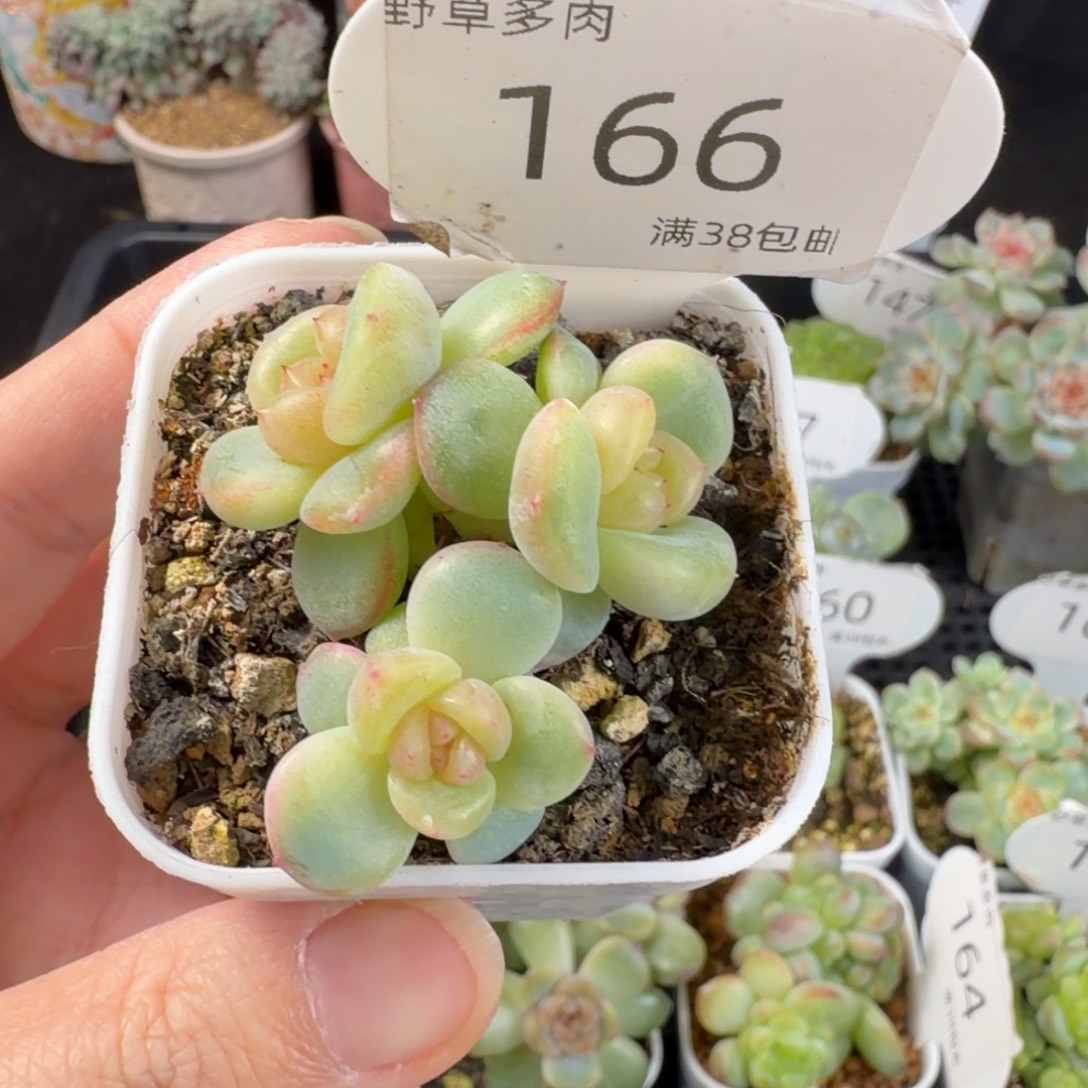 甜心322三头群166号