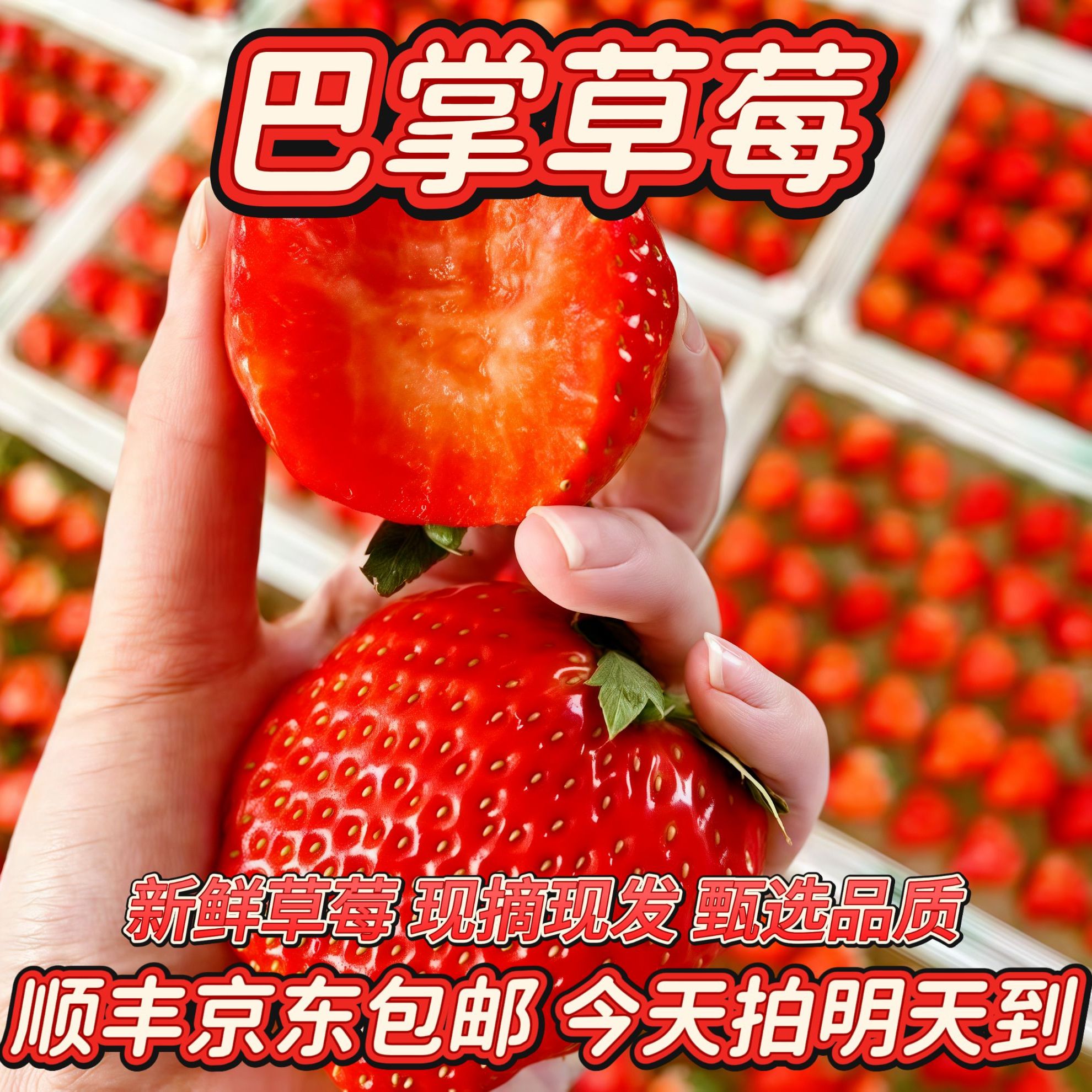 新年福利本地红颜草莓【丑草莓】大扁果 顺丰包邮 坏果烂果包赔