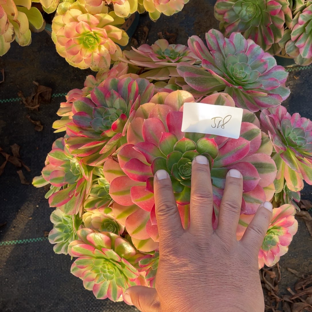 5181111111111111111111