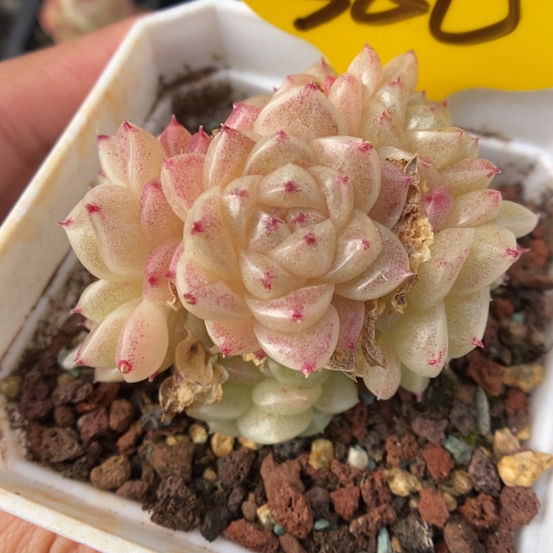 丽丽麦秆群生360号。