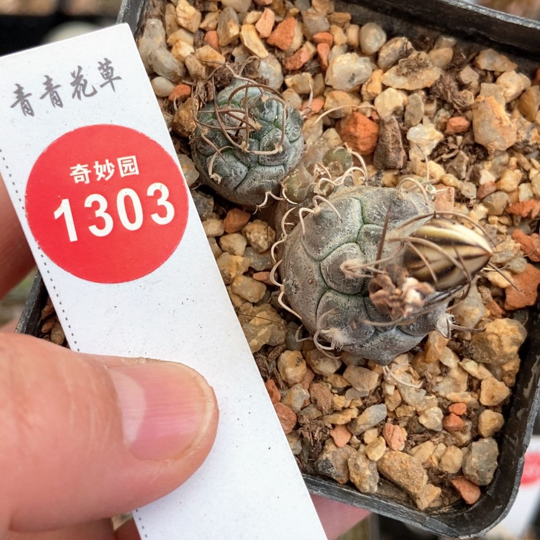 实生牙城丸娇丽群一颗有小疤