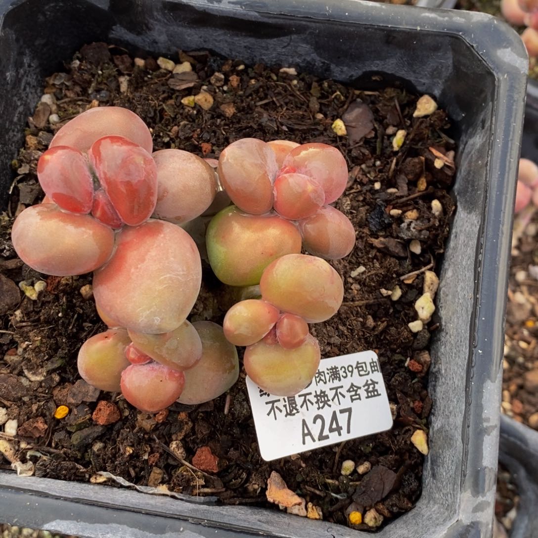 247芒果奶kk奶多肉7c m