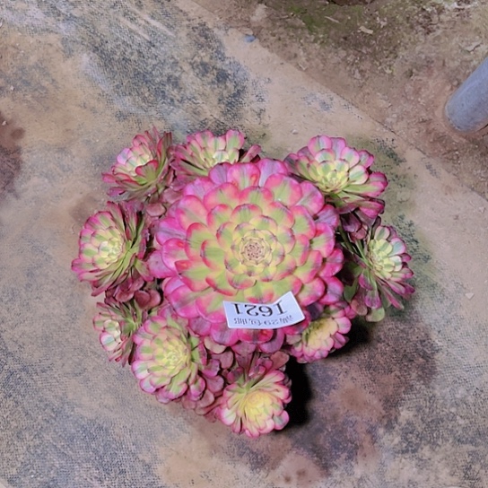 621维纳斯多肉植物