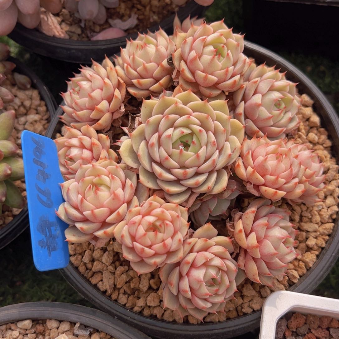 香玉的故事是一个人的故事吗我