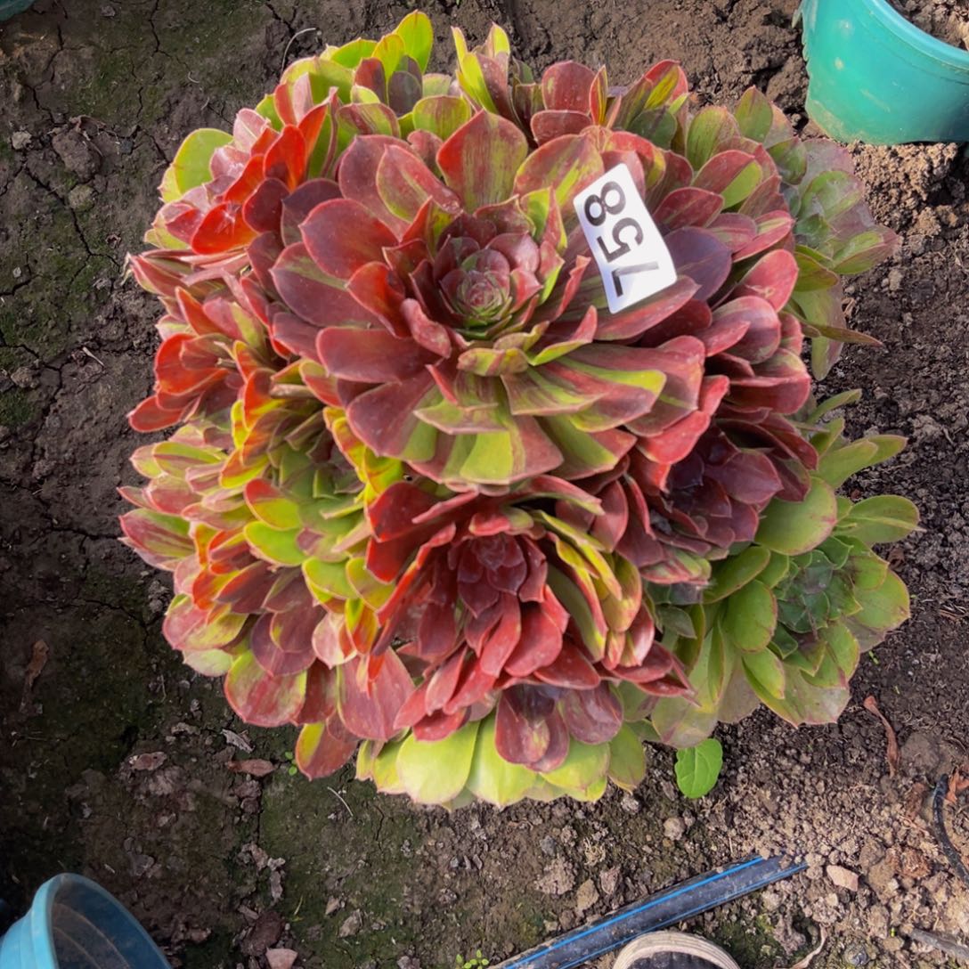 花月夜26–22包邮法师