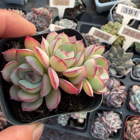 240牡丹亭多肉植物多