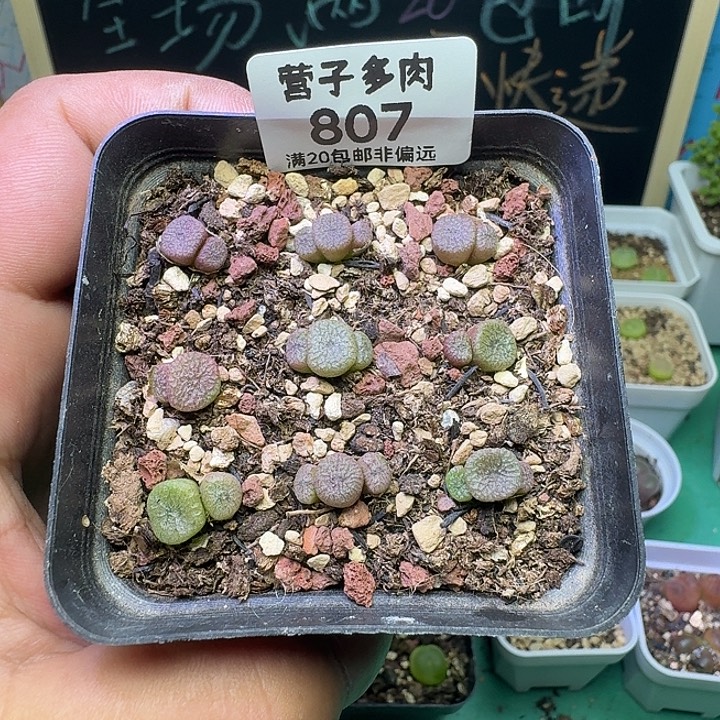 流水铜壶带盆土。       