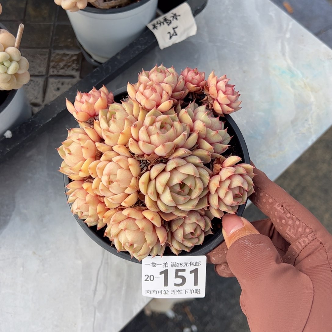 笨吧多肉多肉多肉多肉