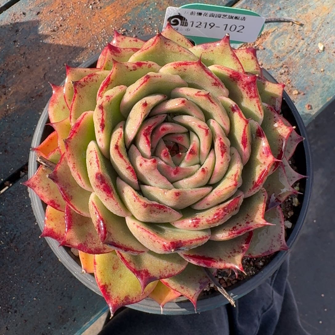 从前慢多肉精选编号1219.102