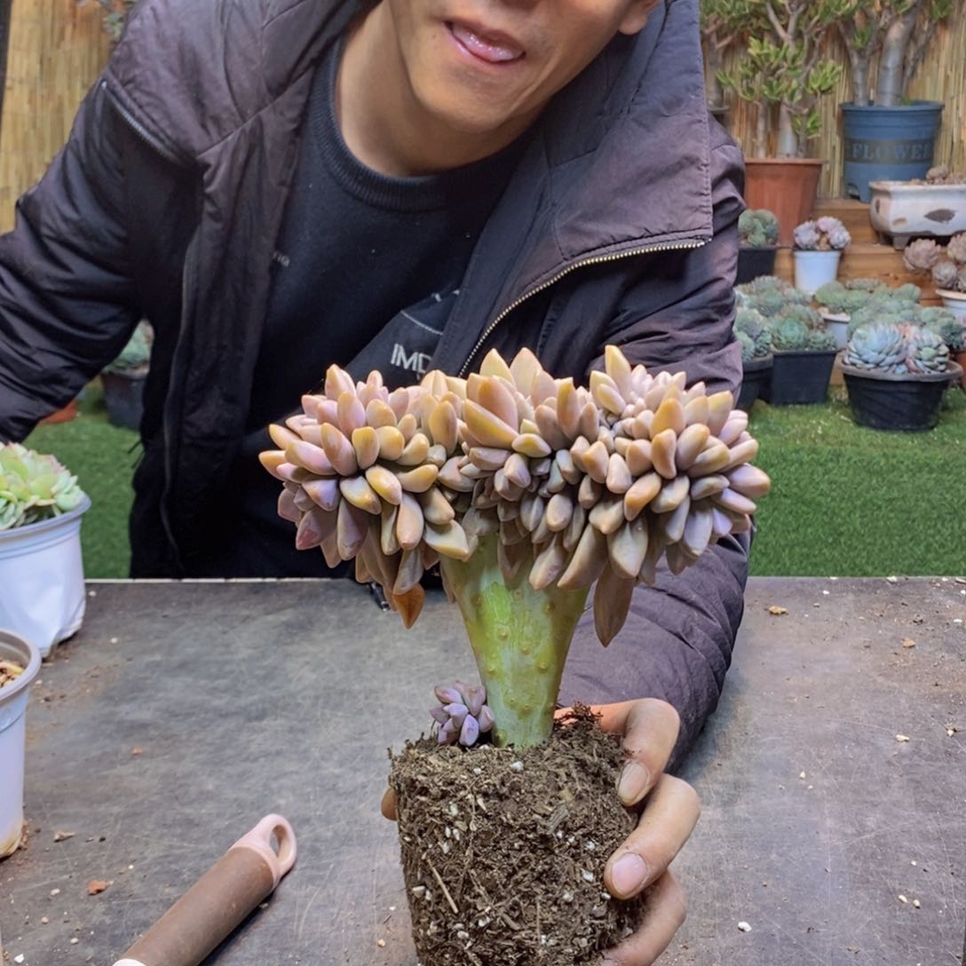 秋***来109号淡雪缀多肉